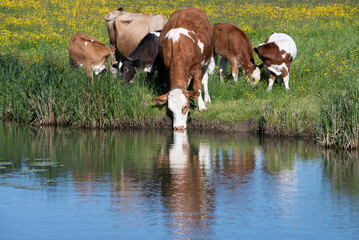 A group of brown and white spotted cattle stands on the bank of a stream. A meadow of flowers in the background. A cow is drinking water. The cattle are reflected in the river.