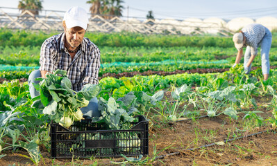 Man works on plantation garden bed, cuts kale turnip and puts them in box for transportation to...
