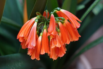 Blüten in Mallorca