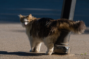 A Beautiful Furry Cat is Taking a Break from Its Morning Park Walk in order to be Photographed by Visitors 