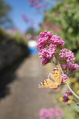 Papillon sur Valériane dans le Finistère