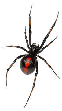 Black Widow spider with red mark, isolated on Transparent background