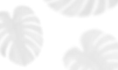 Realistic shadow of monstera leaf. The transparent shadow overlay effect tropical palm leaves isolated on transparent background. Vector illustration © wild