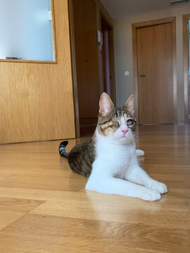 A one-eyed cat is lying on a wooden floor in close-up. The topic of protection and rehabilitation of injured animals.