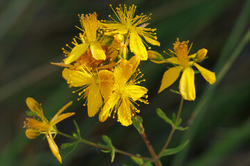 Flores de Hierba de San Juan Hypericum perforatum con reflejos del sol en la sombra, Lorcha, España