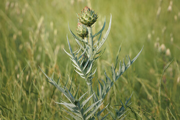 Planta comestible de cardo Cynara cardunculus entre maleza verde desenfocada, Lorcha, España