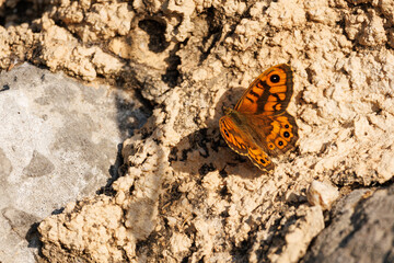 Mariposa Lasiommata megera hembra posada sobre roca, Lorcha, España