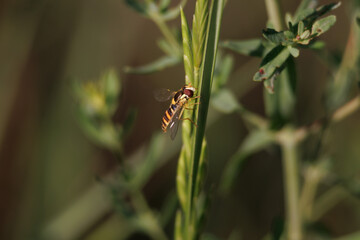 Mosca abeja Sphaerophoria scripta posada en tallo de planta con espacio negativo, Lorcha, España