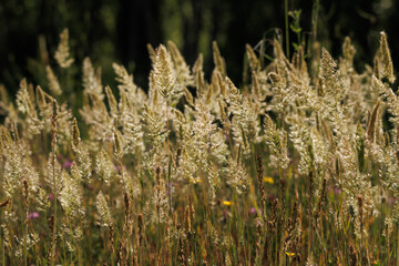 Hermoso fondo de espigas de hierbas Calamagrostis epigejos a contraluz mecidas por el viento en la...