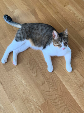 A one-eyed cat is lying on a wooden floor in close-up. The topic of protection and rehabilitation of injured animals.