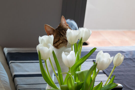 A one-eyed cat on a table with tulips. The topic of protection and rehabilitation of injured animals.