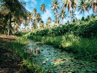 Stream, water lilies, coconut trees
