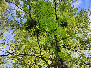 Tree infected with parasitic plant, bright green young leaves of tree and dark green leaves of spherical parasitic plant