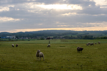 sheep in the field