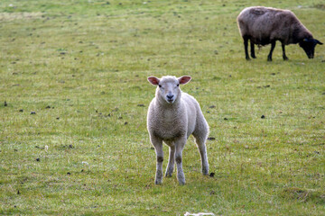 sheep in the field