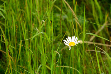 daisy flower in grass