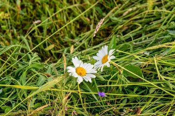 white daisy flower
