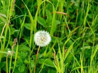 dandelion in the grass