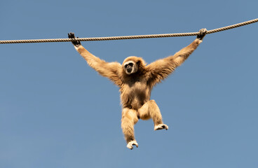 Gibbon Hanging from Rope Against Clear Sky