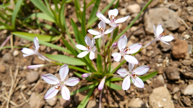 Gaura lindheimeri blanche