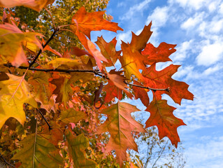 Beautiful orange-red leaves of the swamp oak sway on the trees. Blue background of cloudy sunny sky.