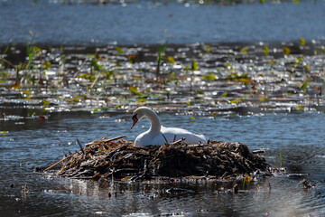 Mute swan sitting on nest in a pond