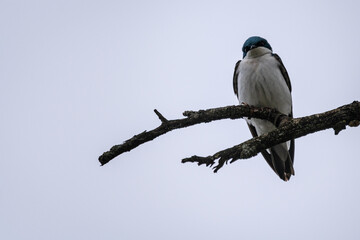 Tree swallow perched on small branch against a light blue sky