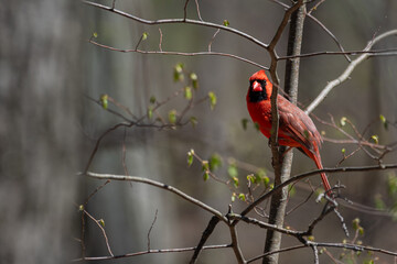 Male cardinal perched on small branches with budding leaves