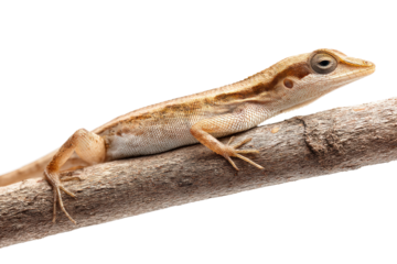 Detailed side view of brown anole lizard perched on branch, cut out