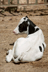 a photo of a calf lying on the ground in black and white. The topic of animal husbandry and farming