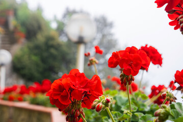 Red geranium flowers in full bloom stand out against a blurred background of greenery and a lamp...