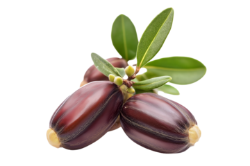 Jojoba Nut or Fruit White Background Botanical Clipart