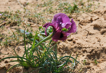 Negev iris or Iris Mariae in the Negev desert