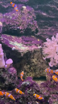 Aquarium de Touraine, Lussault-sur-Loire, France