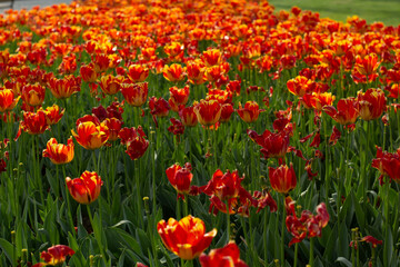 field of red tulips