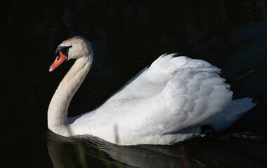 A white mute swan swims over dark water. The wings are slightly raised. The swan shines in the sun.