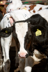 close-up photo of a black and white cow. The topic of animal husbandry