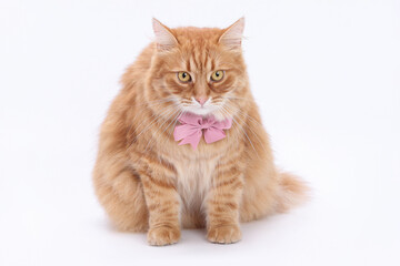 Fluffy ginger cat with a pink bow sitting on white background. Elegant pet portrait.