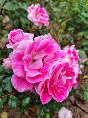 Beautiful blooming roses, very beautiful flowers of bright and rich shades, the beauty of nature.