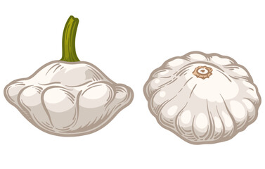 Two white pattypan squash on a white background. Vector illustration of squash.