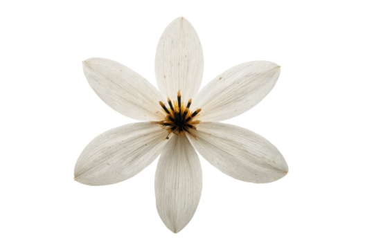 White petaled flower with central yellow and black details, cut out