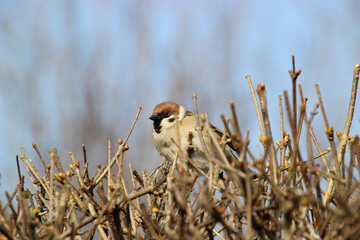 Bird on Twiggy Branches. Brown-headed bird with distinctive black eye mark perched on dry twiggy...