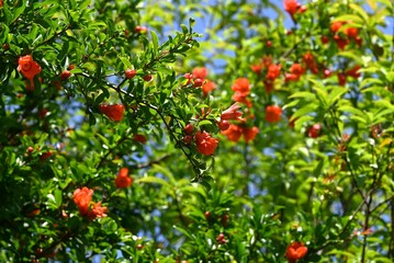 Pomegranate (Punica granatum) flowers. Lythraceae deciduous tree. Bright scarlet flowers bloom in early summer, signaling the beginning of summer.