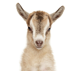 Tiny Baby Goat Staring with Sweet Curiosity