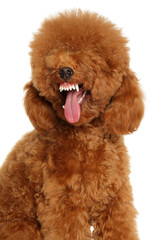Red Toy Poodle Yawning Showing Teeth and Expressive Face Close-Up