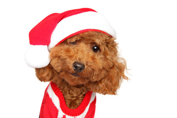 Toy Poodle Wearing Santa Hat and Costume Looking Curious and Playful