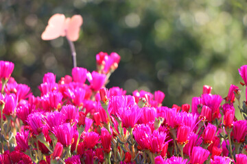 Flower pot with pink flowers in the garden. Selective focus.
