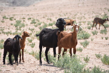 Fototapeta premium Troupeau de chèvres regardant dans différentes directions, dans le désert d'Agafay. 