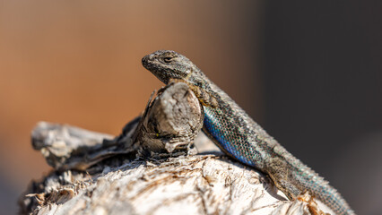 Amidst the dry, coastal landscape, this blue-bellied lizard soaks up the California sun