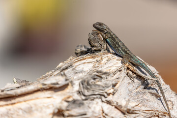 A Western Fence Lizard basks in the sun on a rugged rock along California’s Central Coast